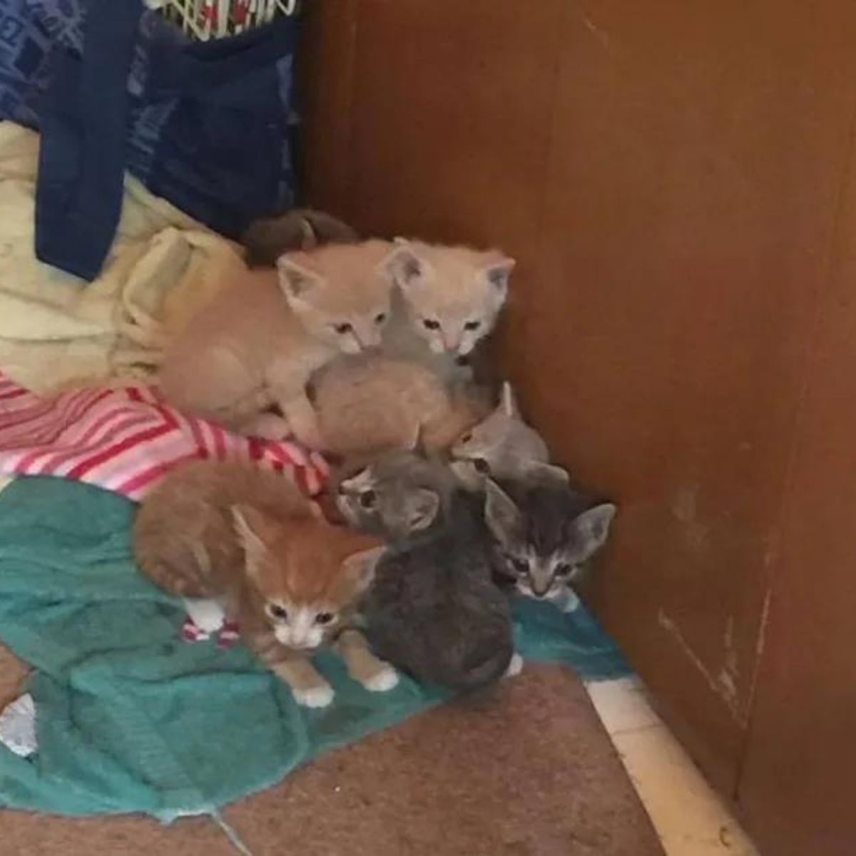 kitten on a pile