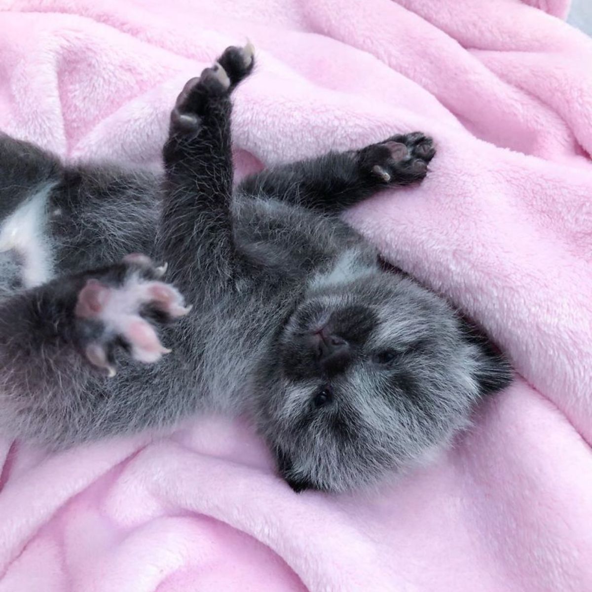 kitten on a pink blanket