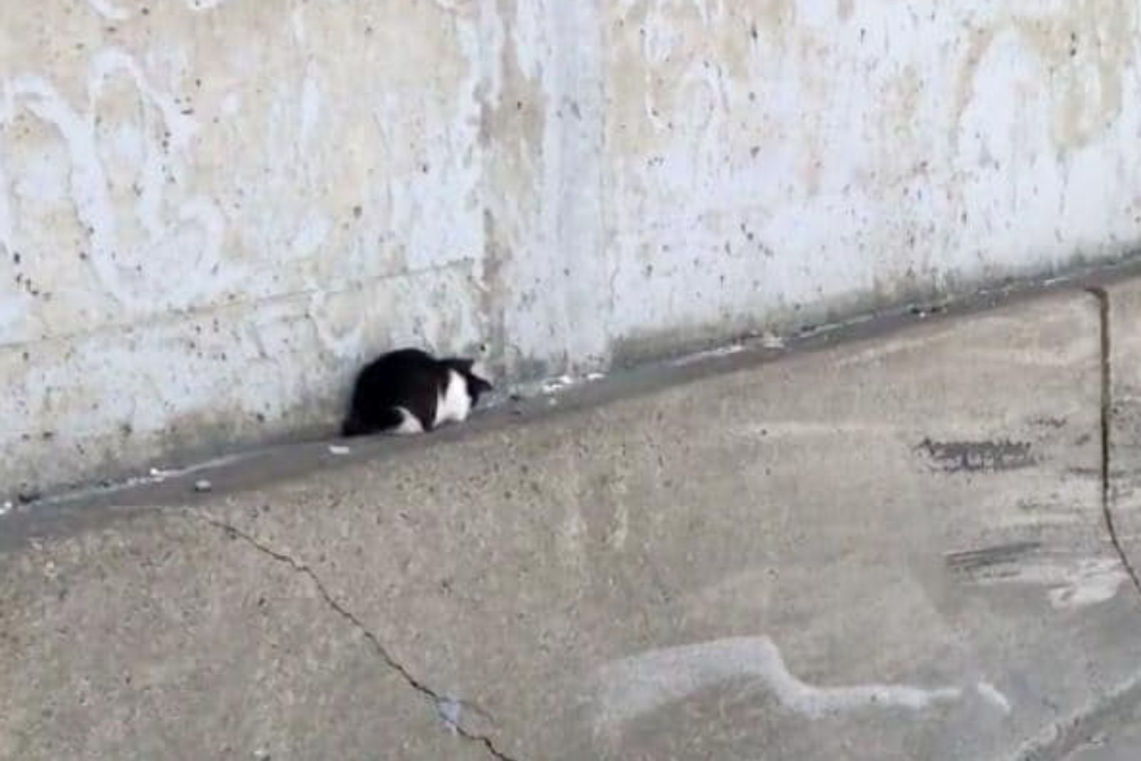 kitten on a wall