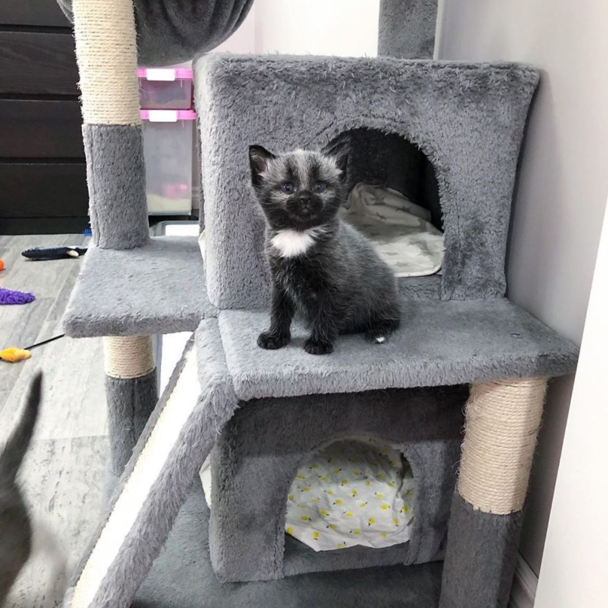 kitten on cat tower