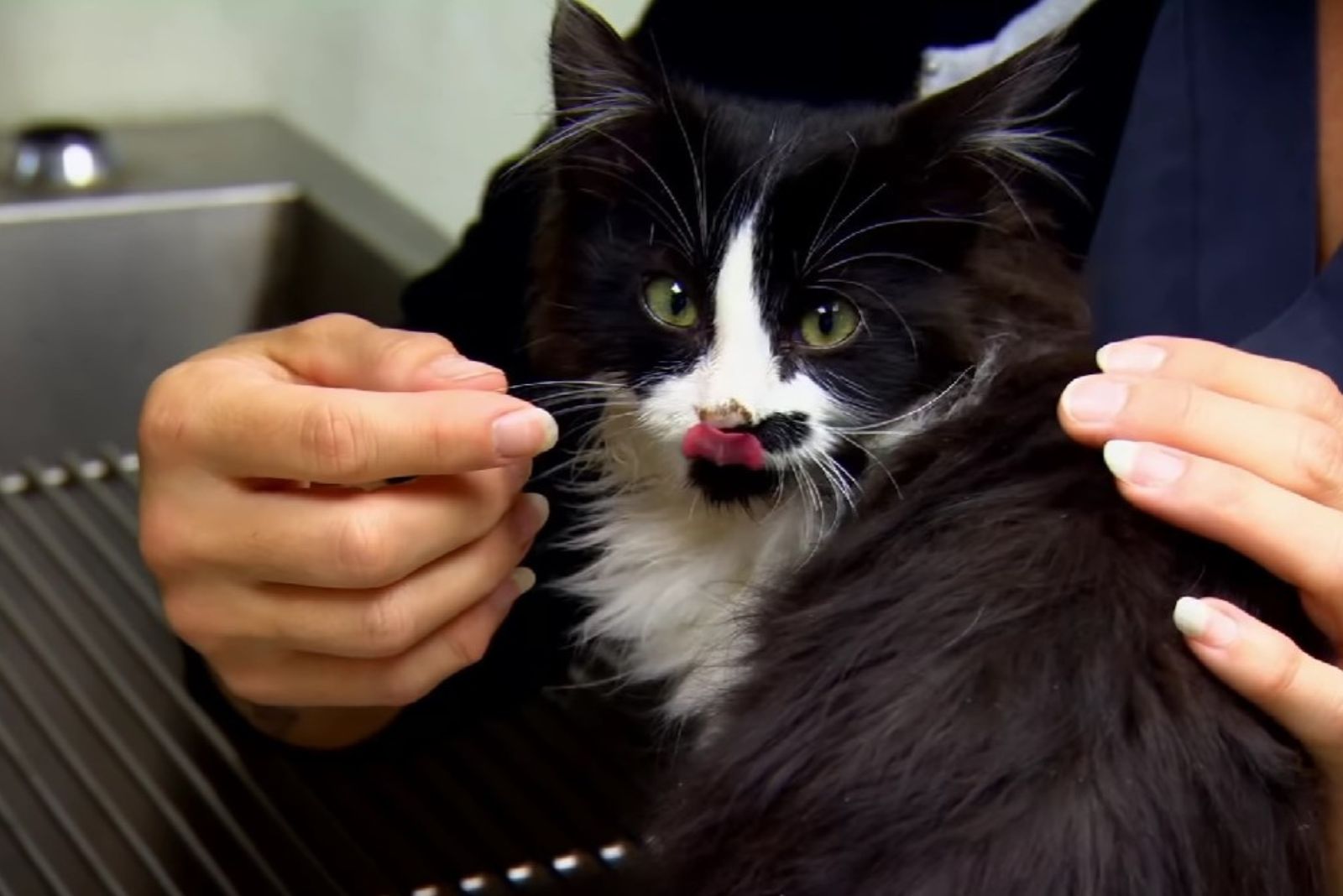 kitten recovering