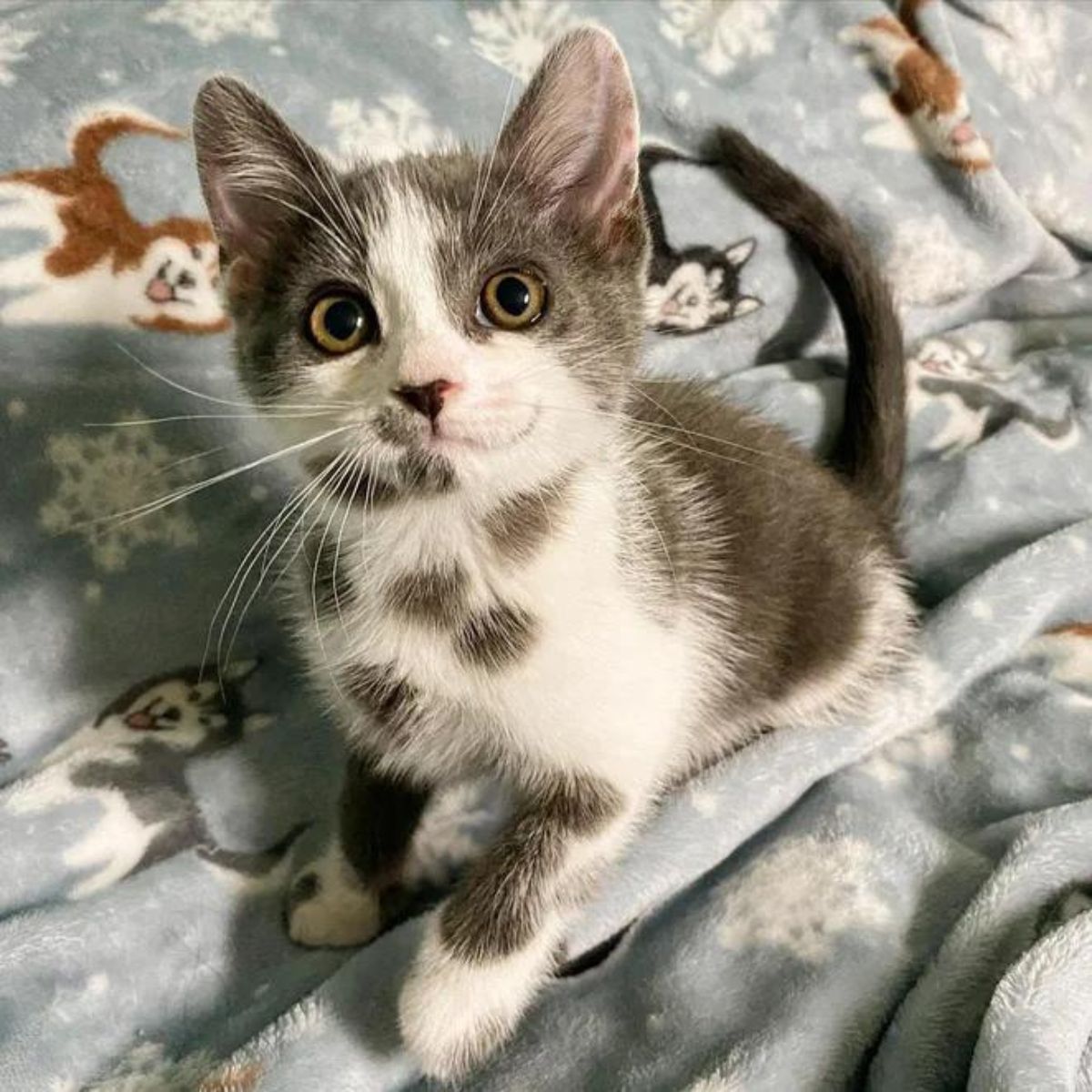kitten sitting on bed