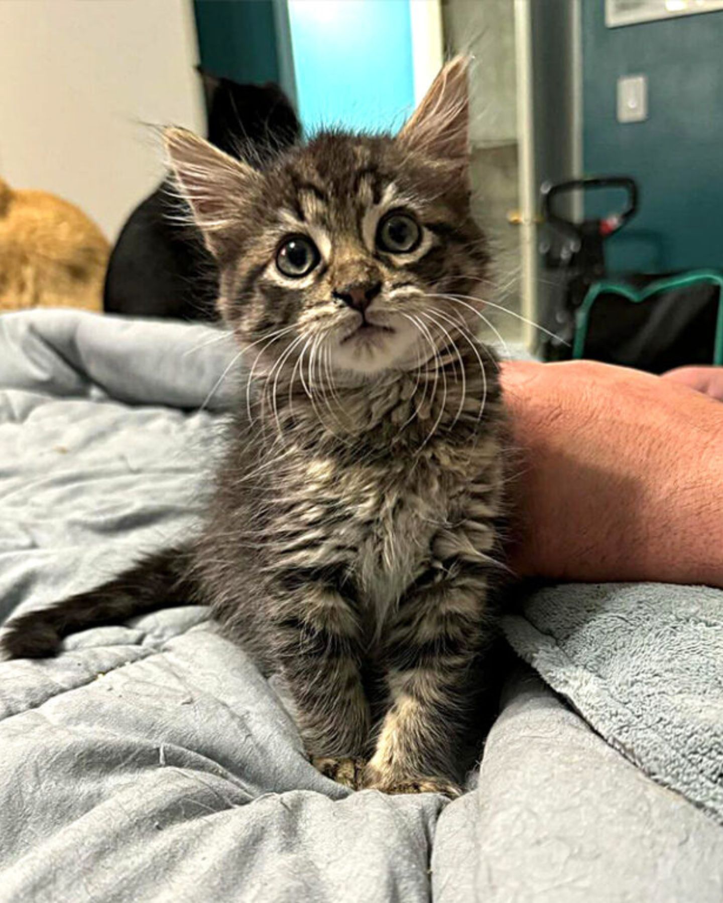 kitten sitting on bed