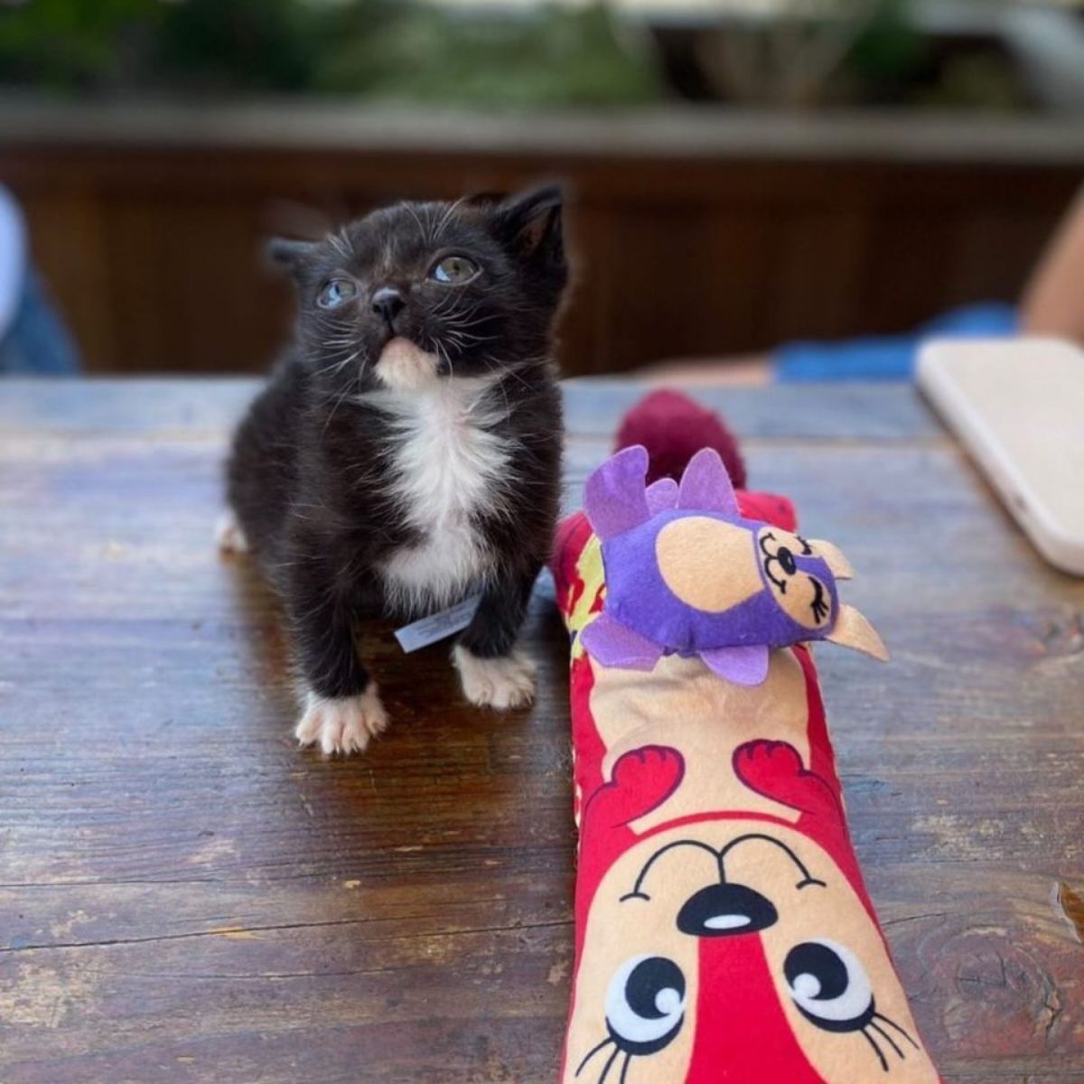 kitten sitting with a toy