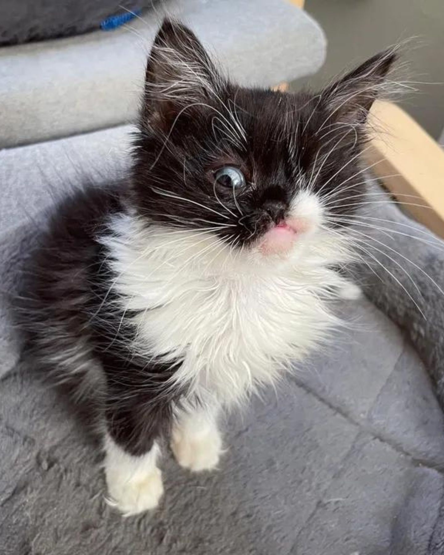 kitten sitting