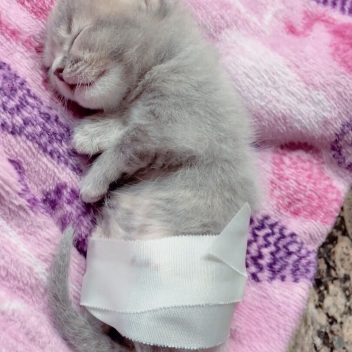 kitten sleeping on pink blanket