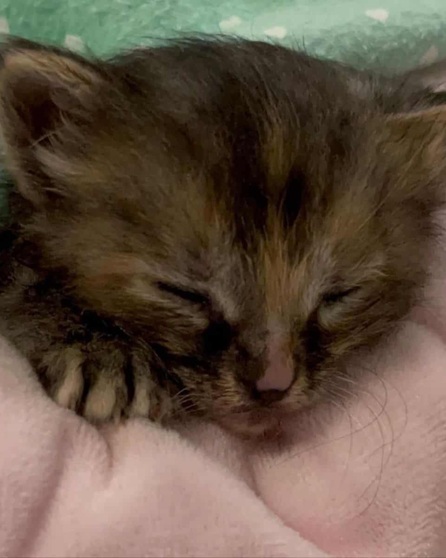 kitten sleeping