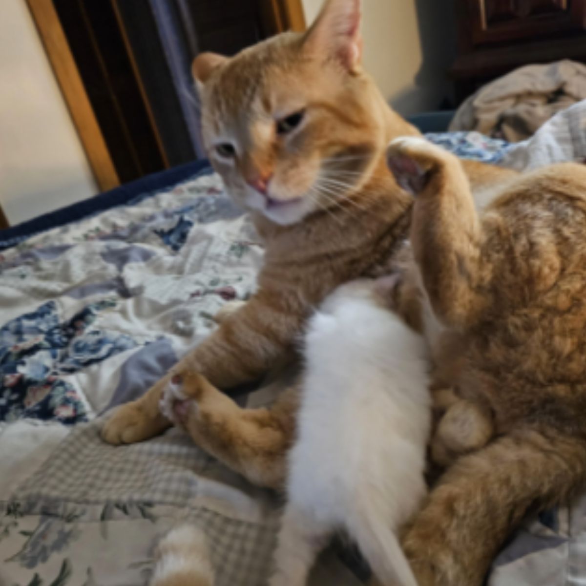 kitten sneaked into big cat