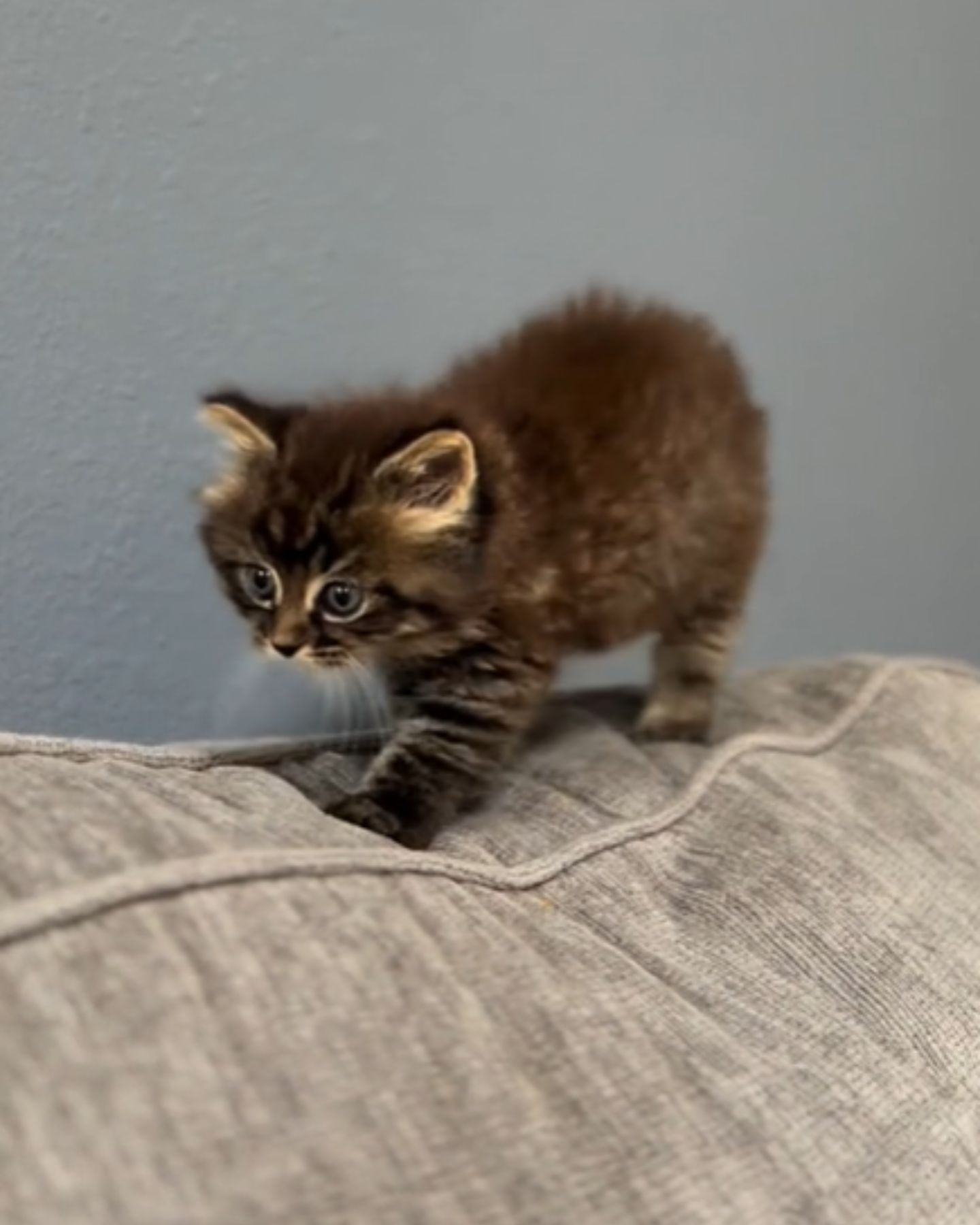 kitten walking on couch