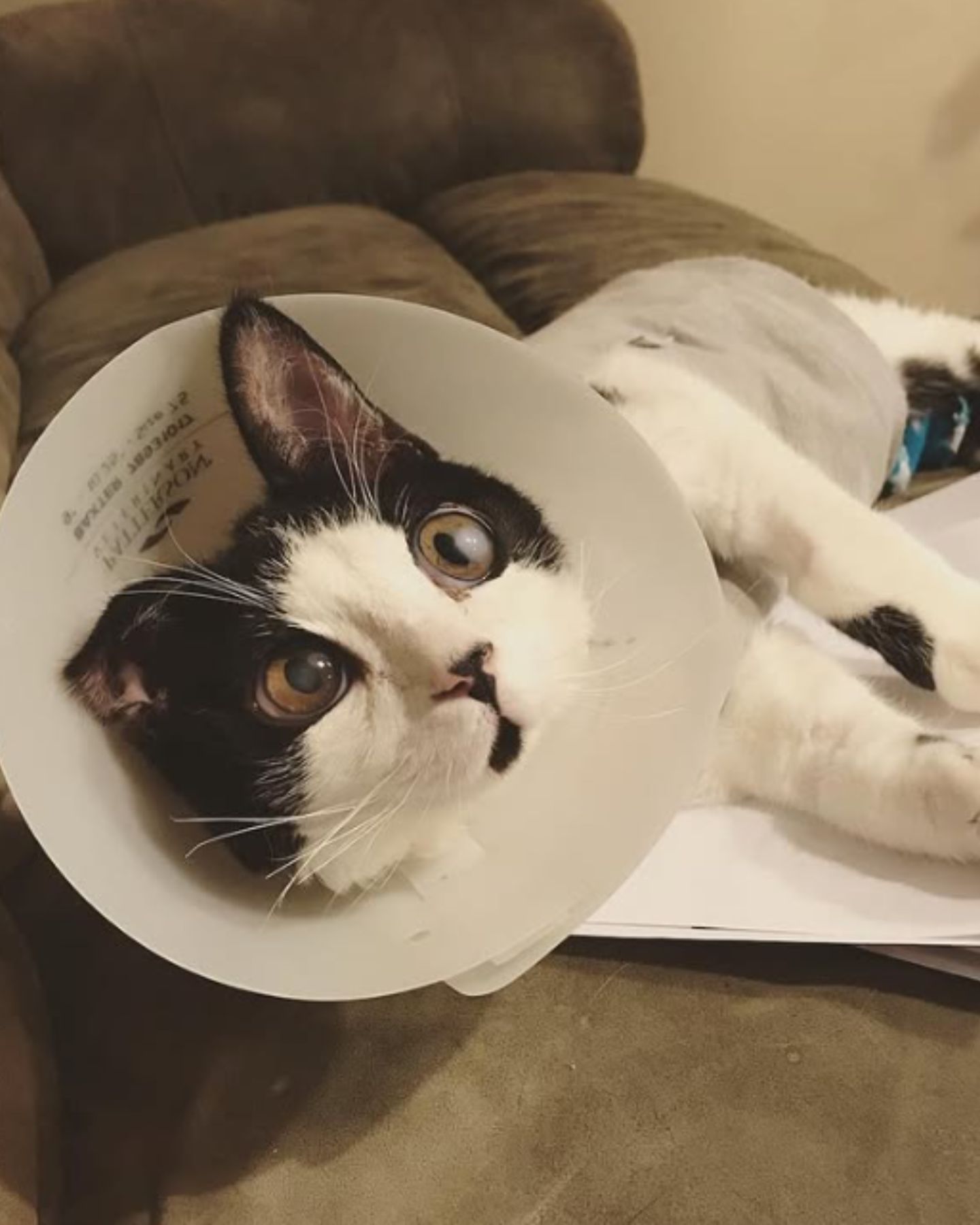 kitten wearing a cone around its neck