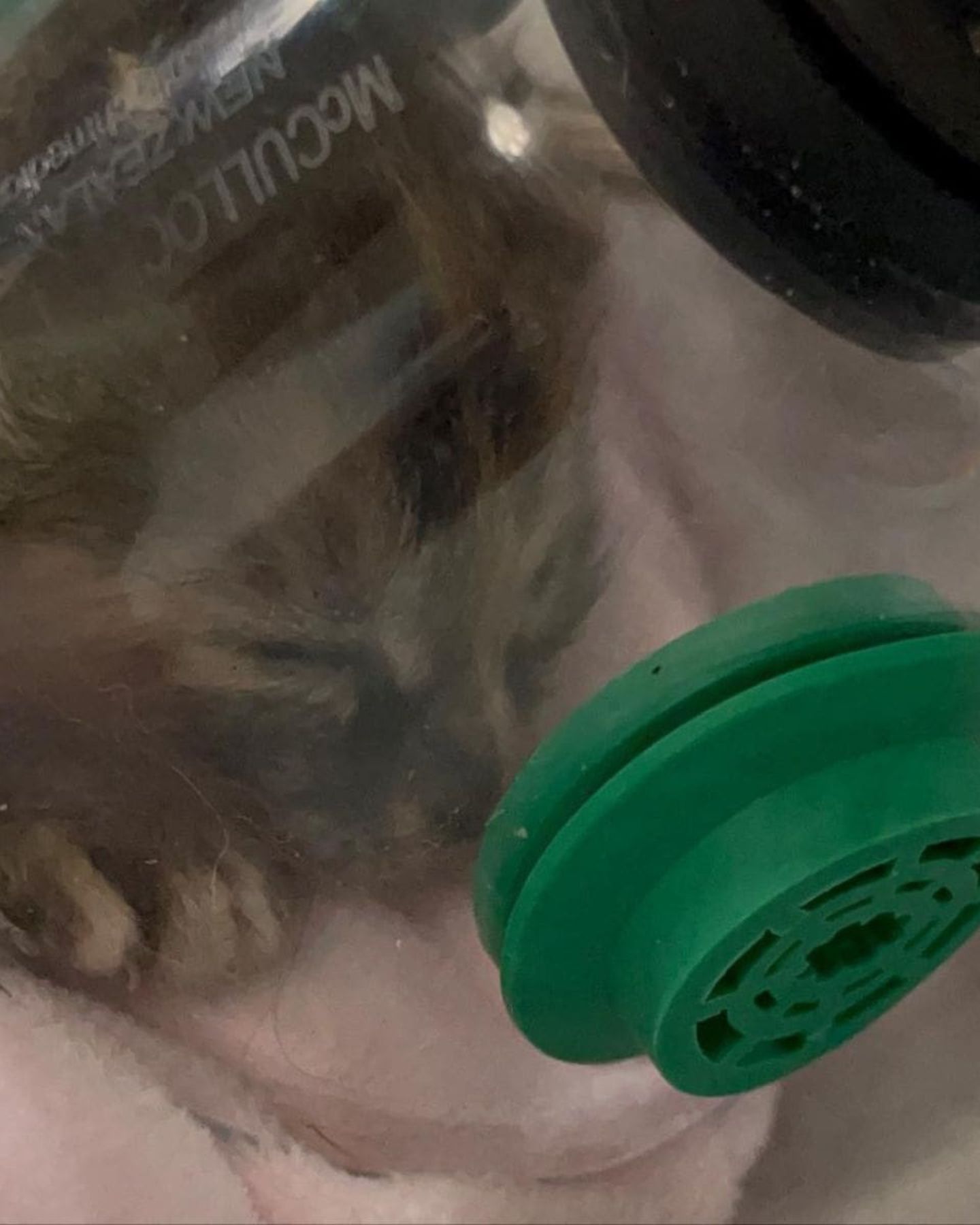 kitten wearing oxygen mask