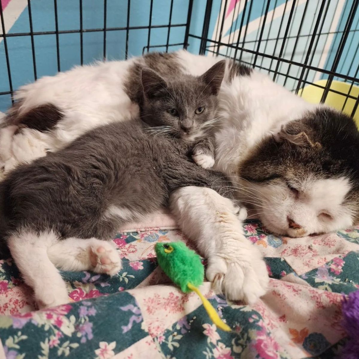 kitten with a cat tucked in