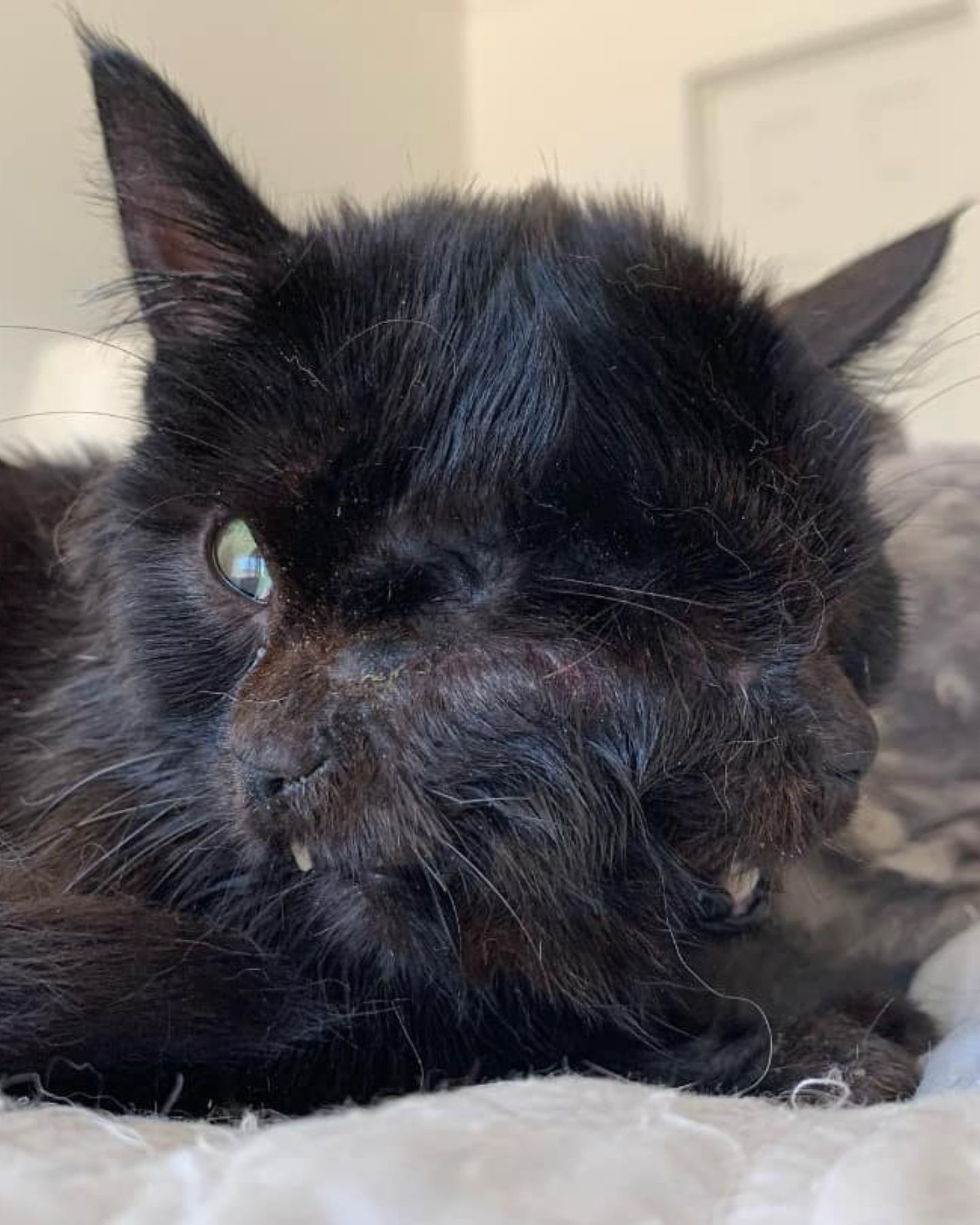 kitten with a deformed face is lying down