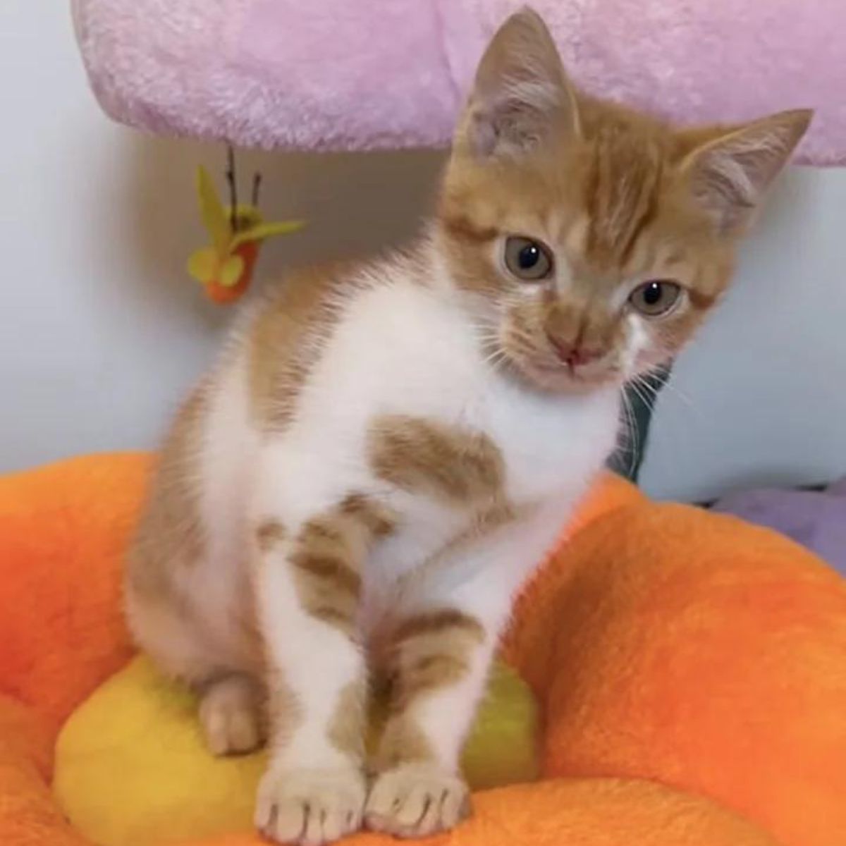 kitten with a distinct nose and cute eyes