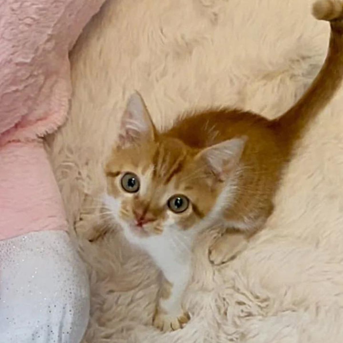kitten with a distinct nose in bed
