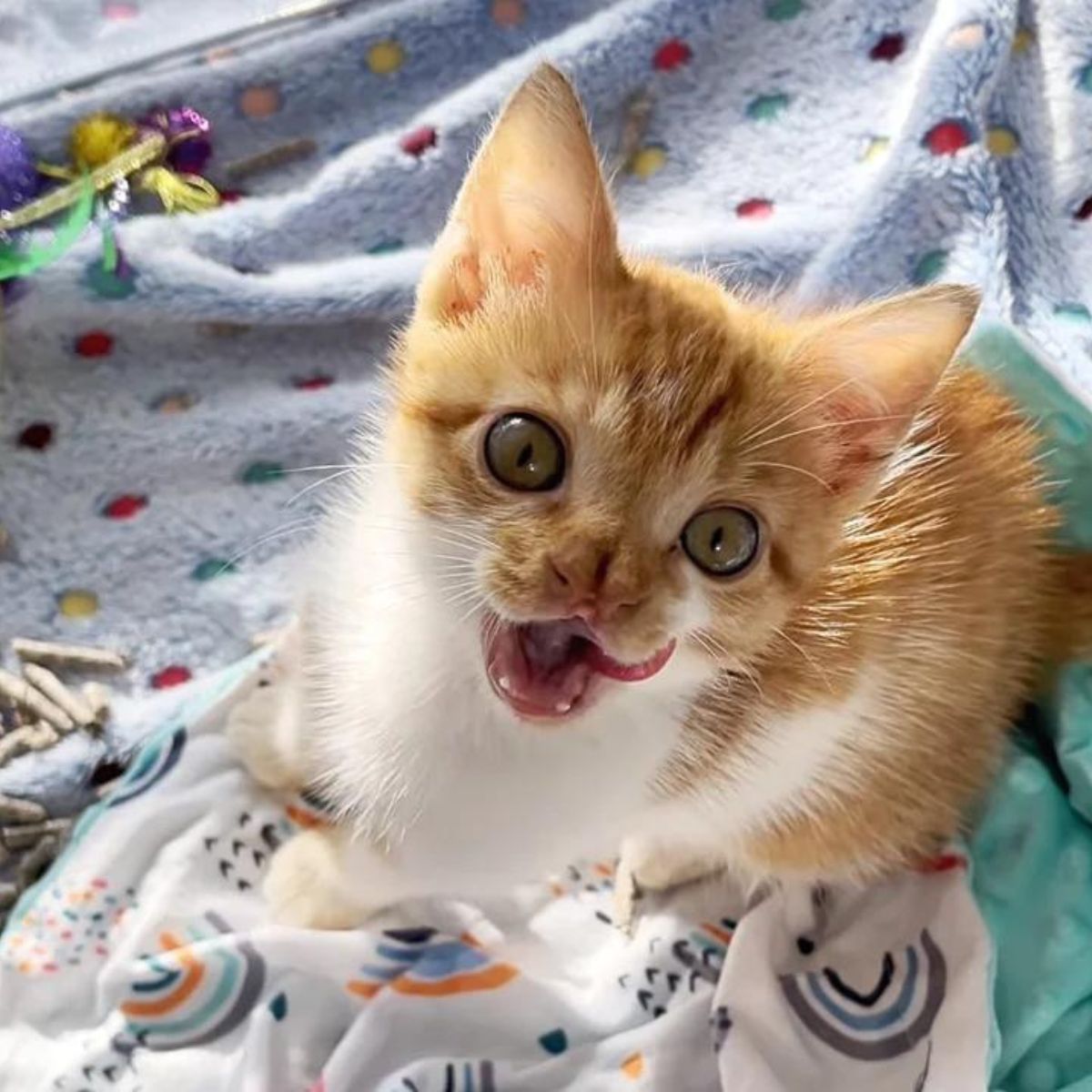 kitten with a distinct nose is licking itself