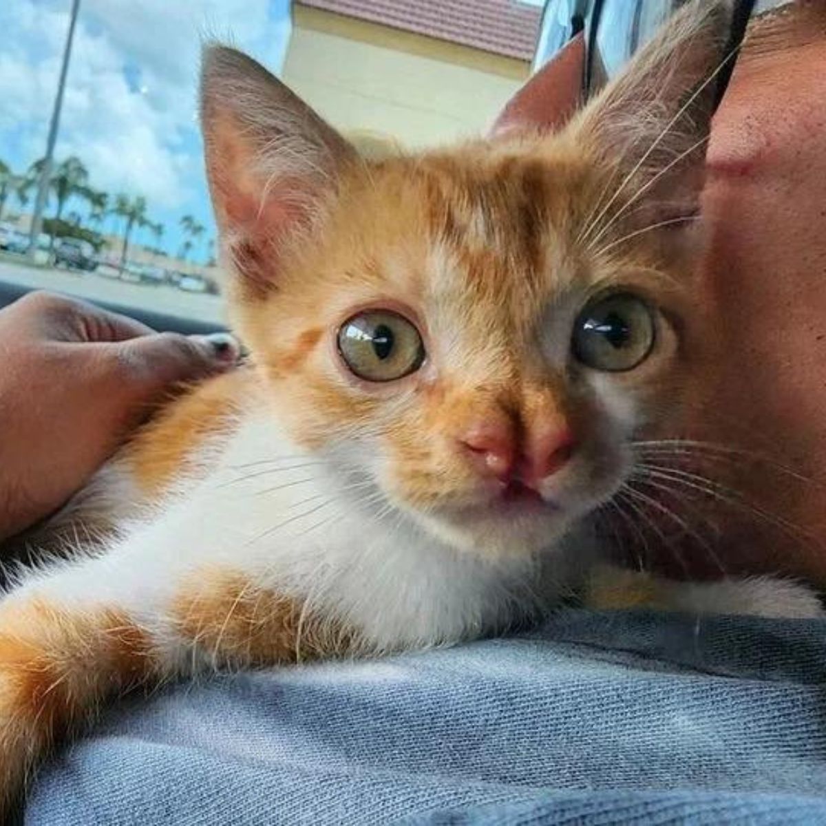 kitten with a distinct nose is lying down