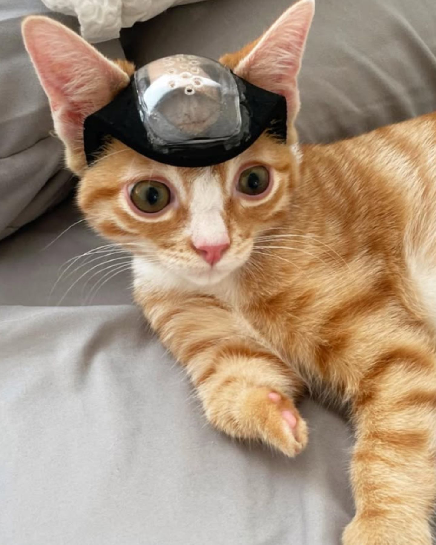 kitten with a helmet