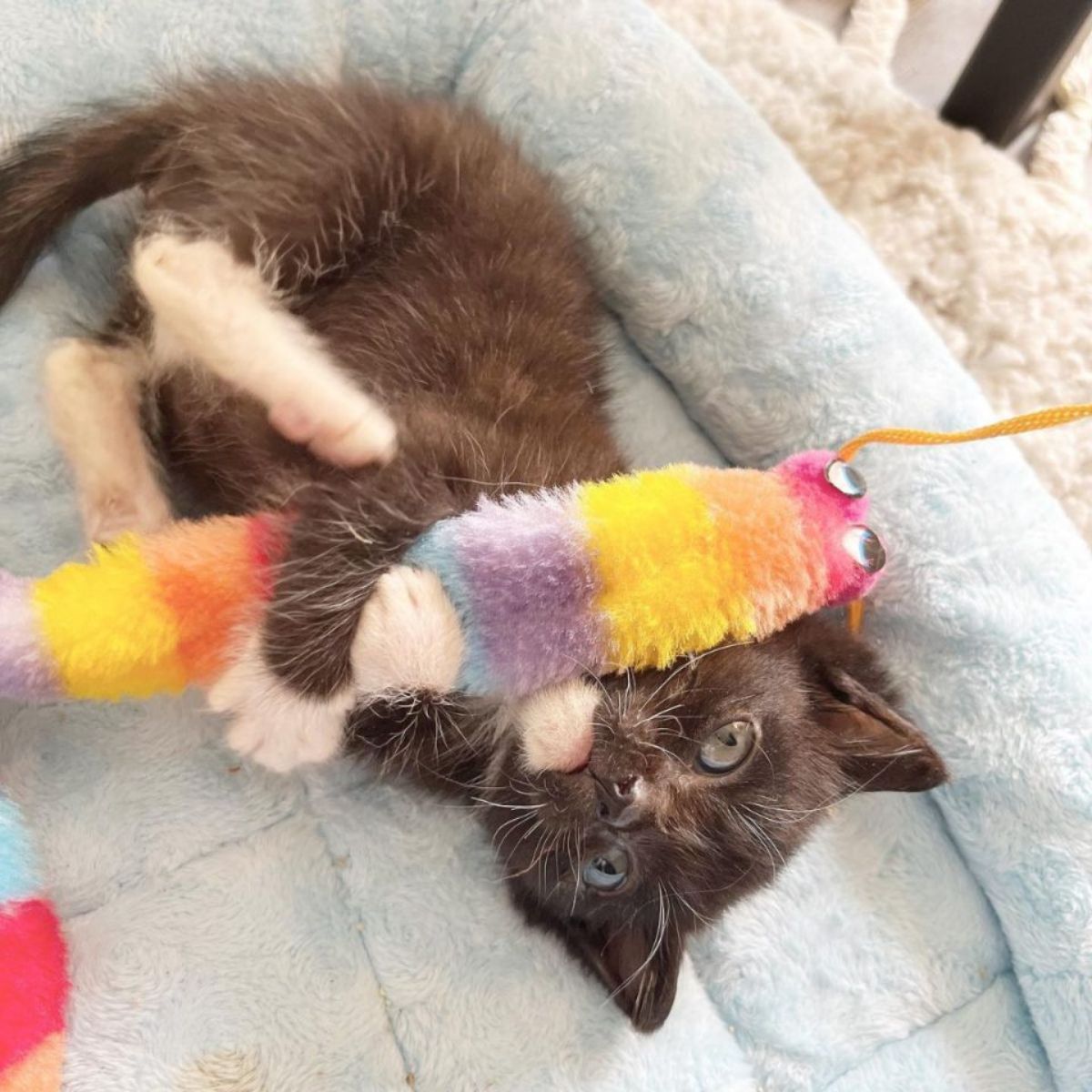 kitten with a toy