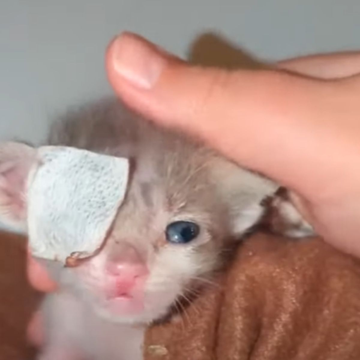 kitten with an eye patch