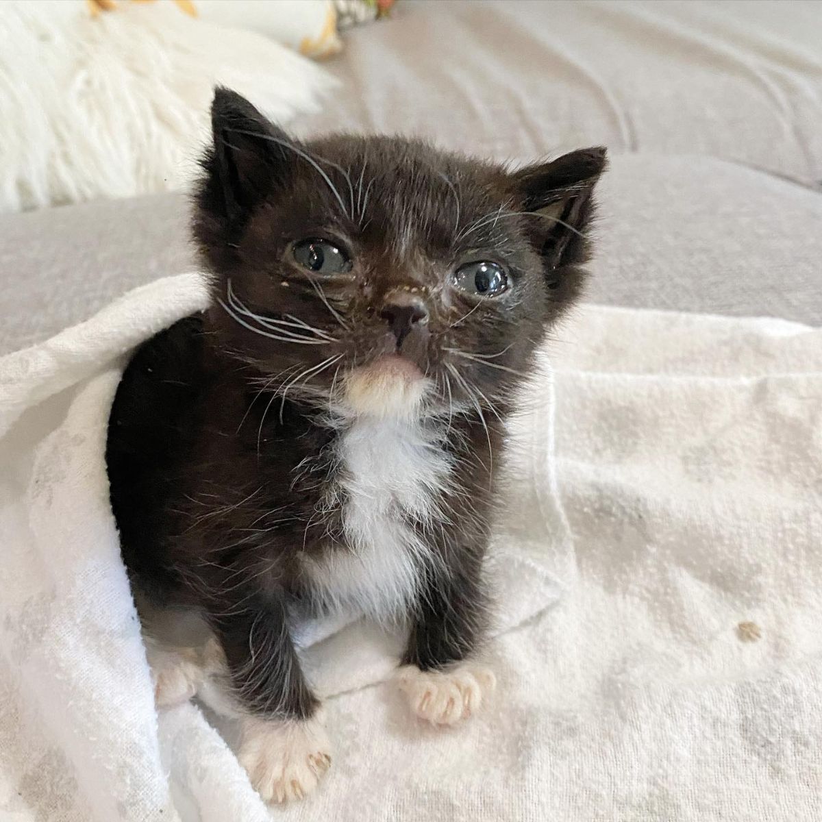 kitten with crusted eyes