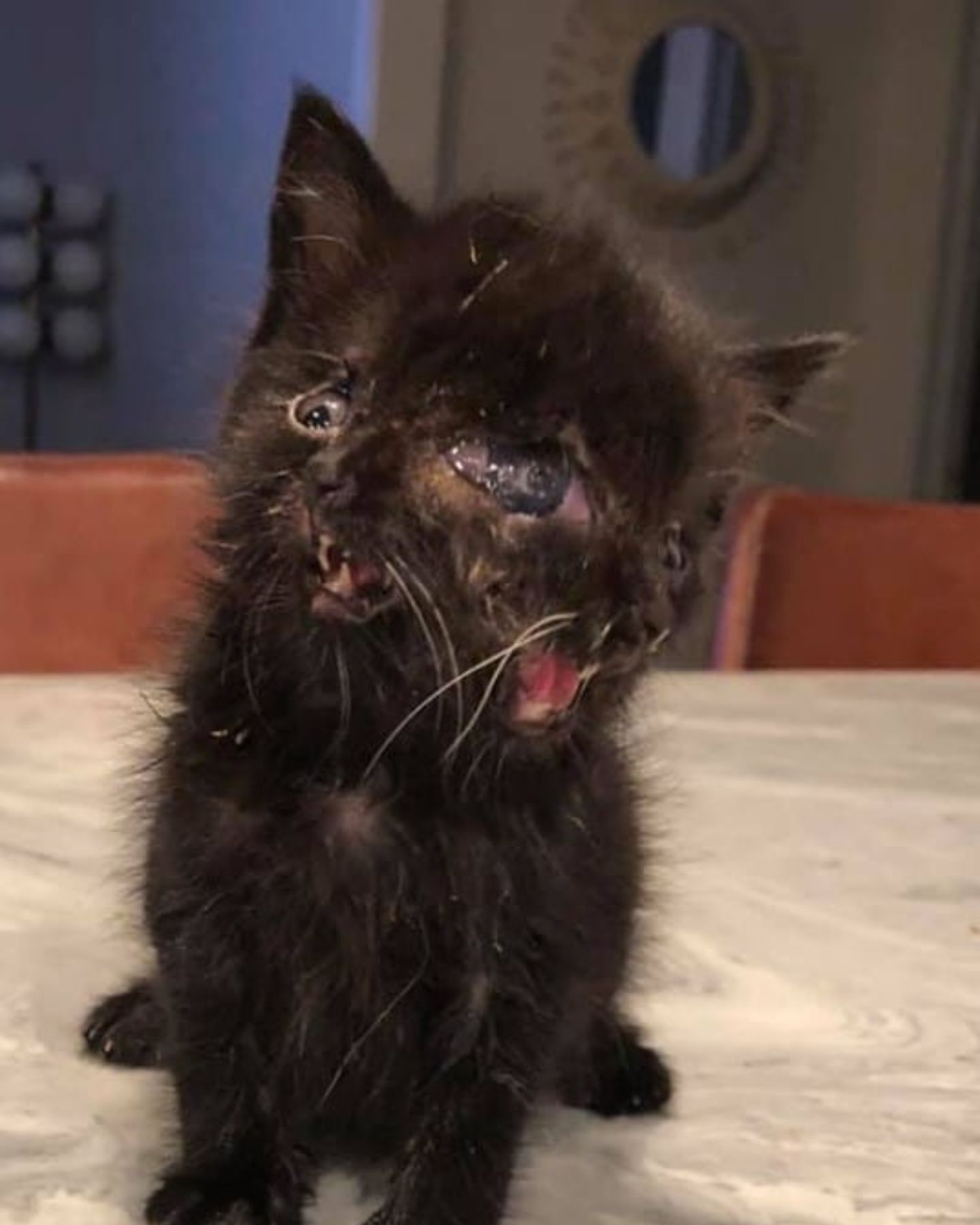 kitten with deformed eyes is sitting