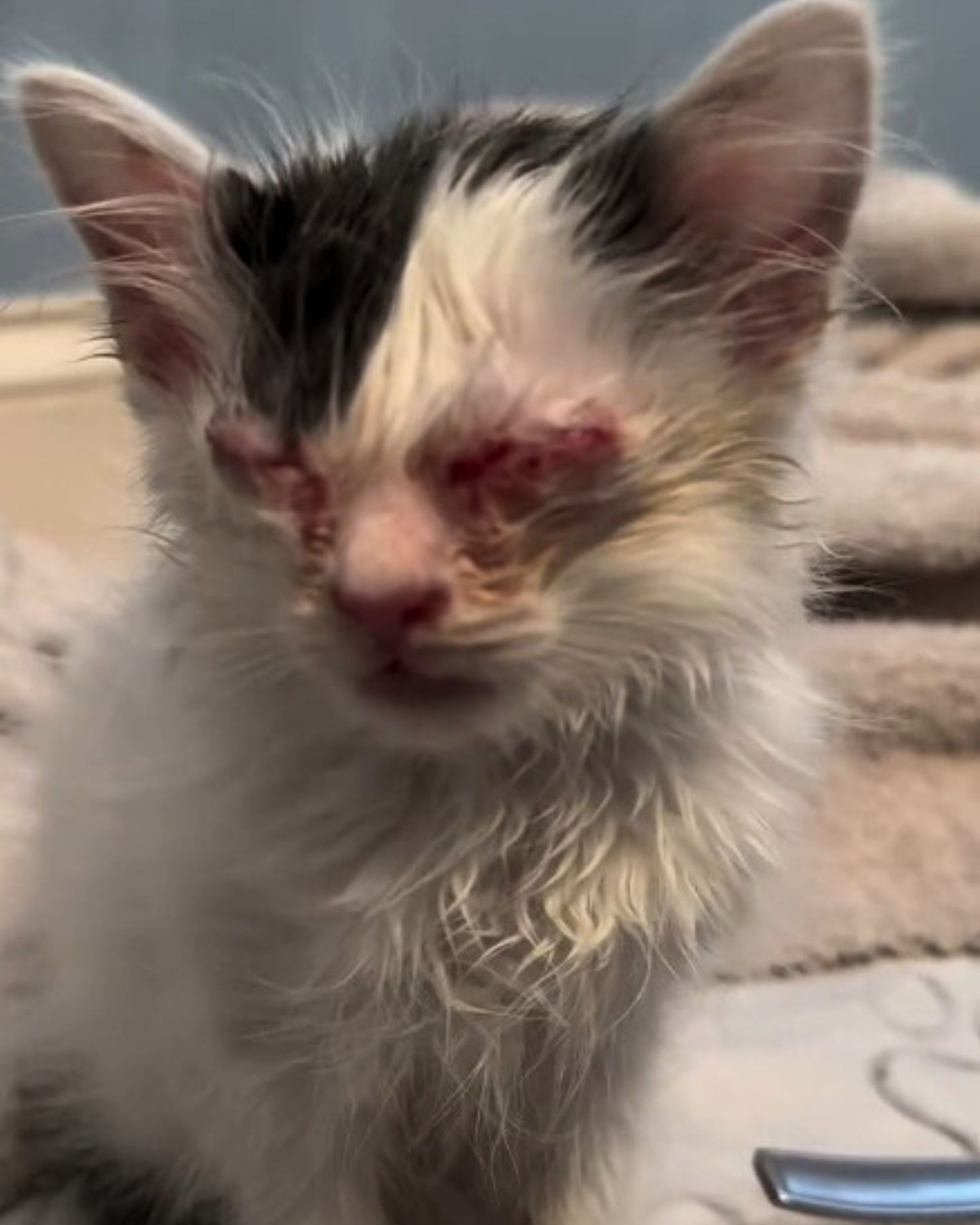 kitten with eyes infection