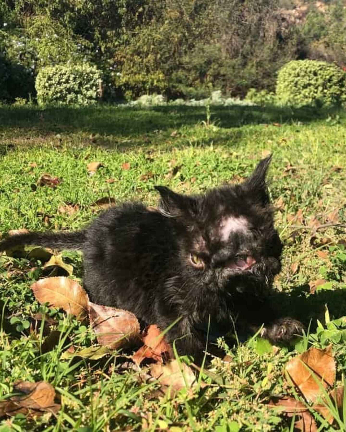 kitten with facial deformation in nature
