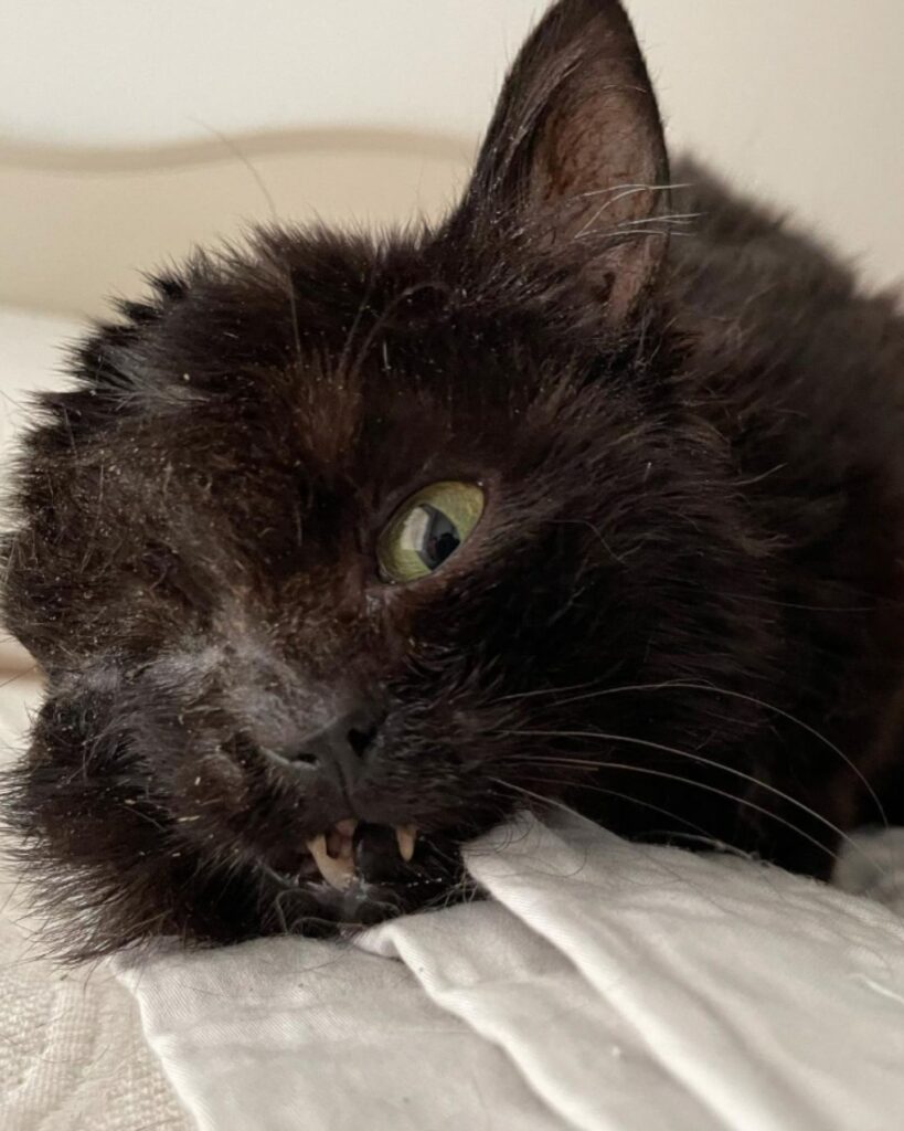 kitten with facial deformity is recovering