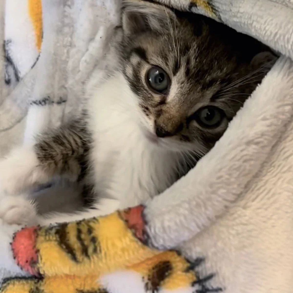 kitten wrapped in a warm blanket