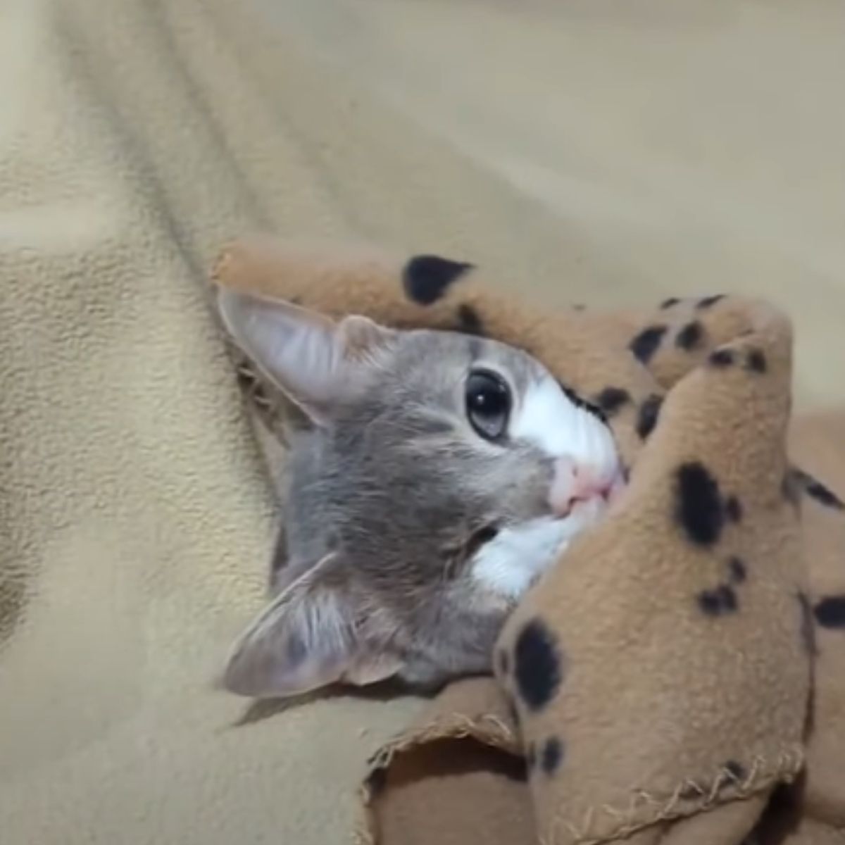kitten wrapped in blanket