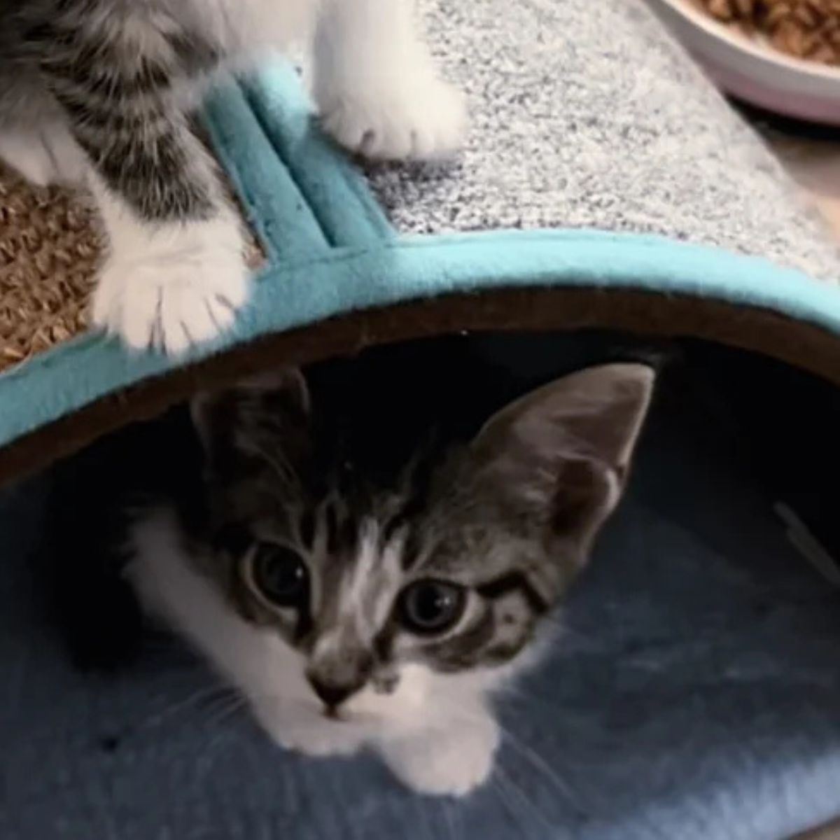 kittens are playing playfully
