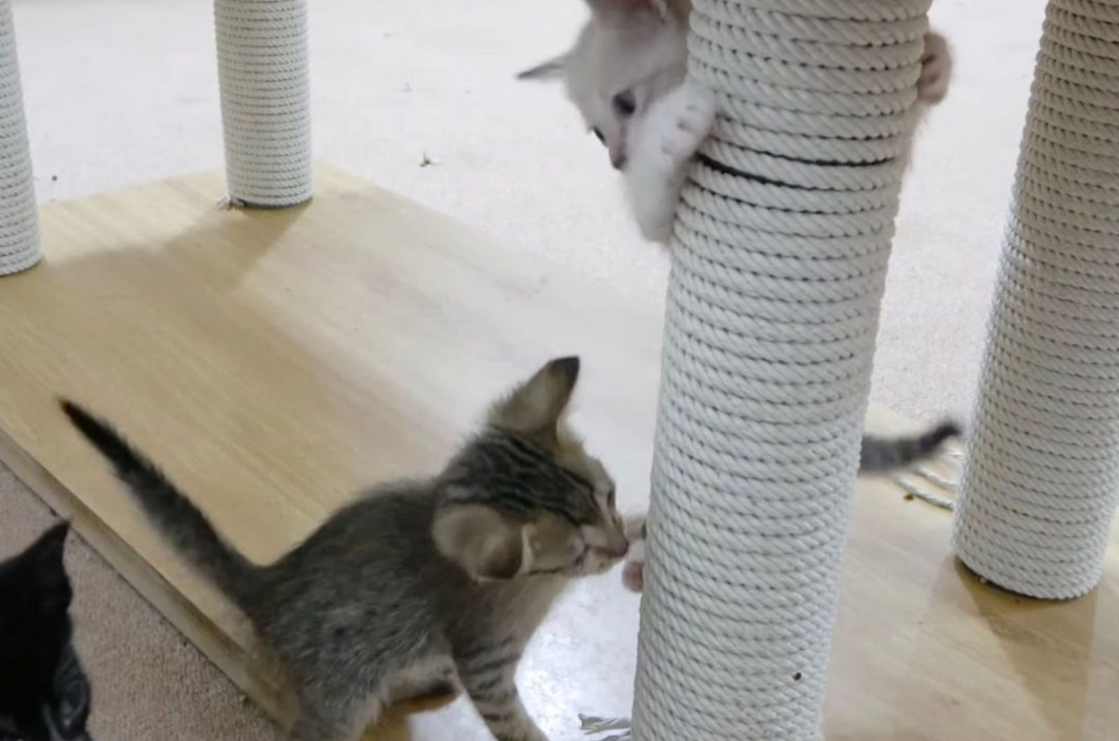 kittens climbing