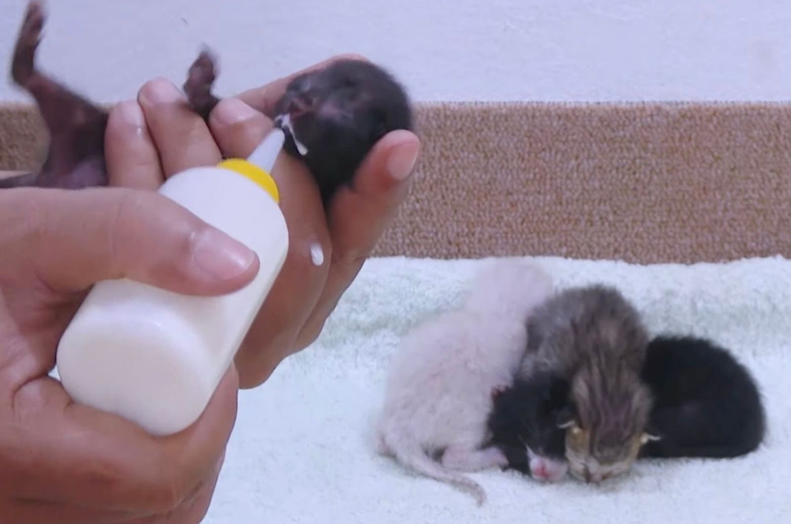 kittens fed with a bottle