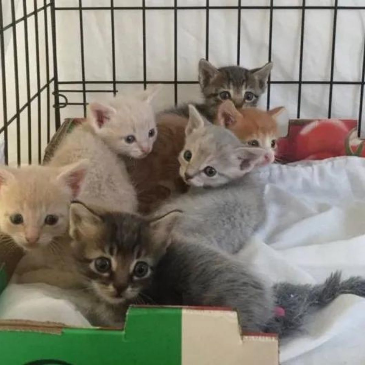 kittens in a crate