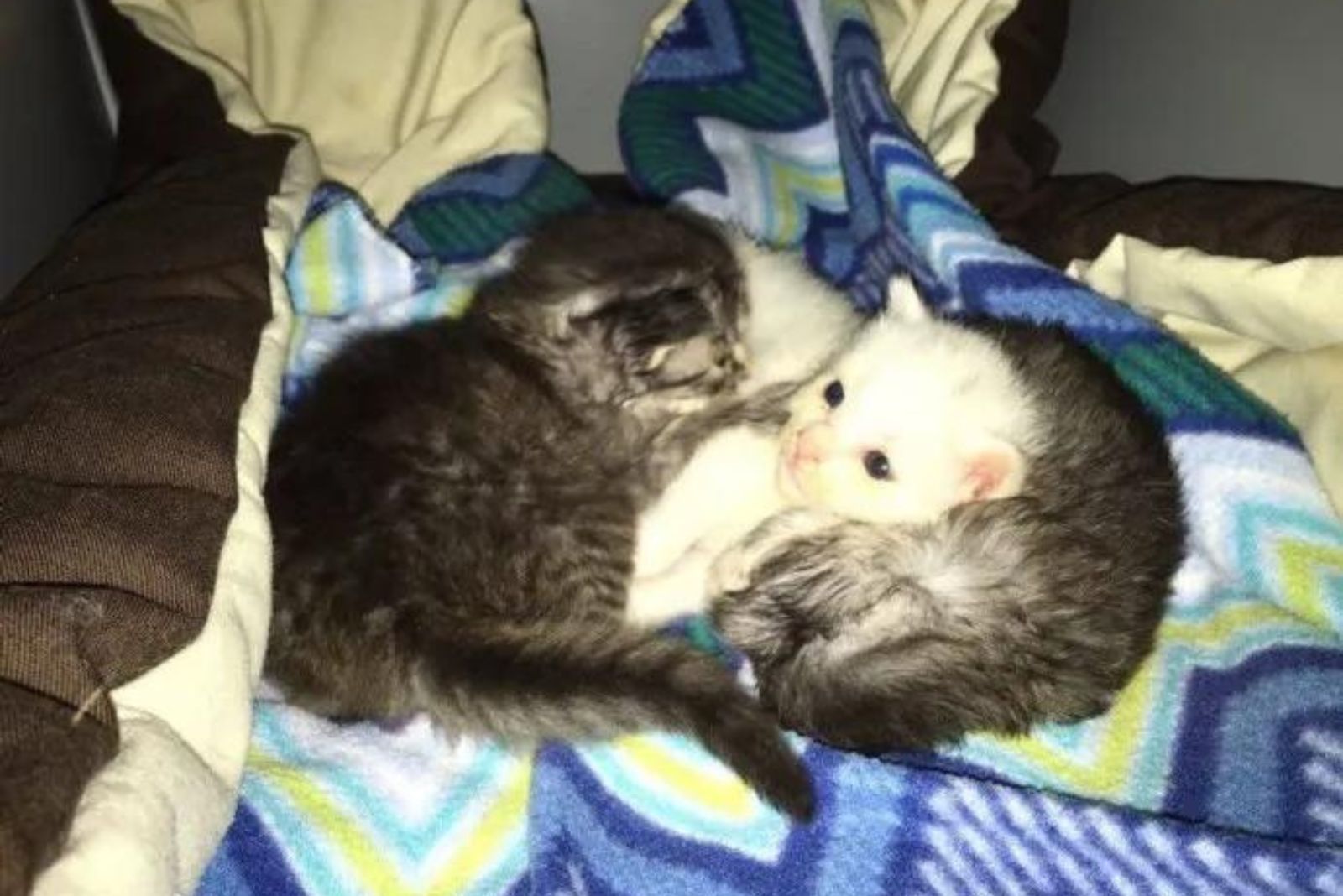kittens in blanket