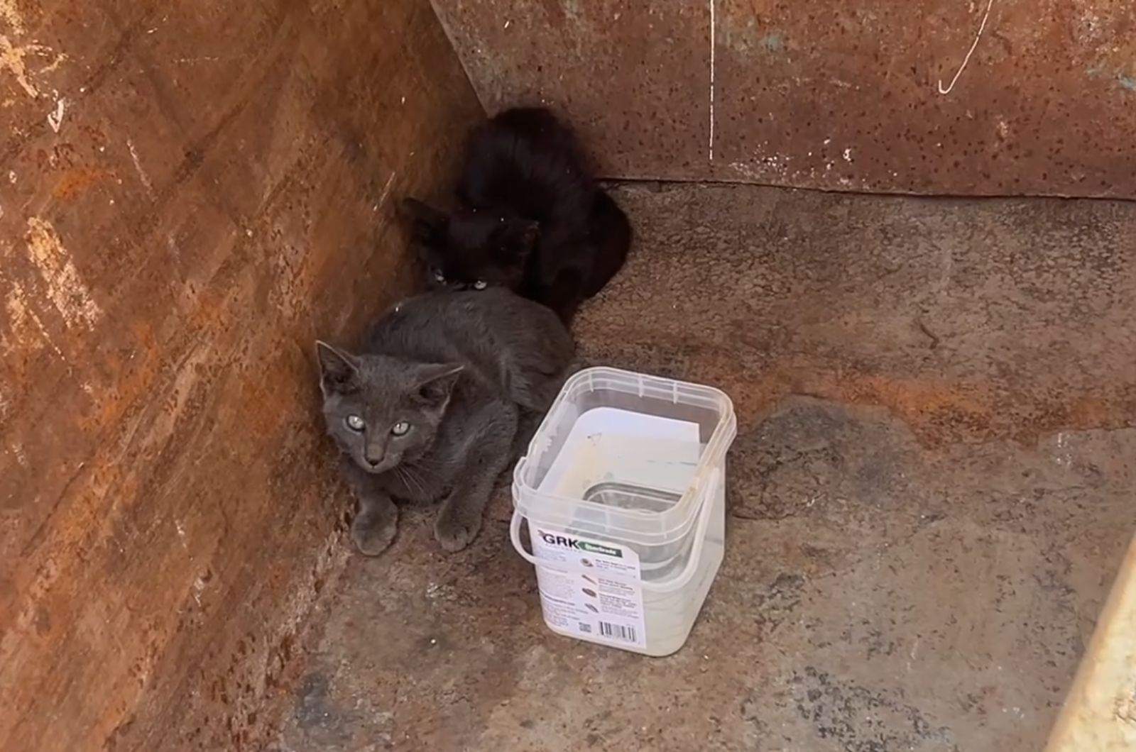 kittens in dumpster
