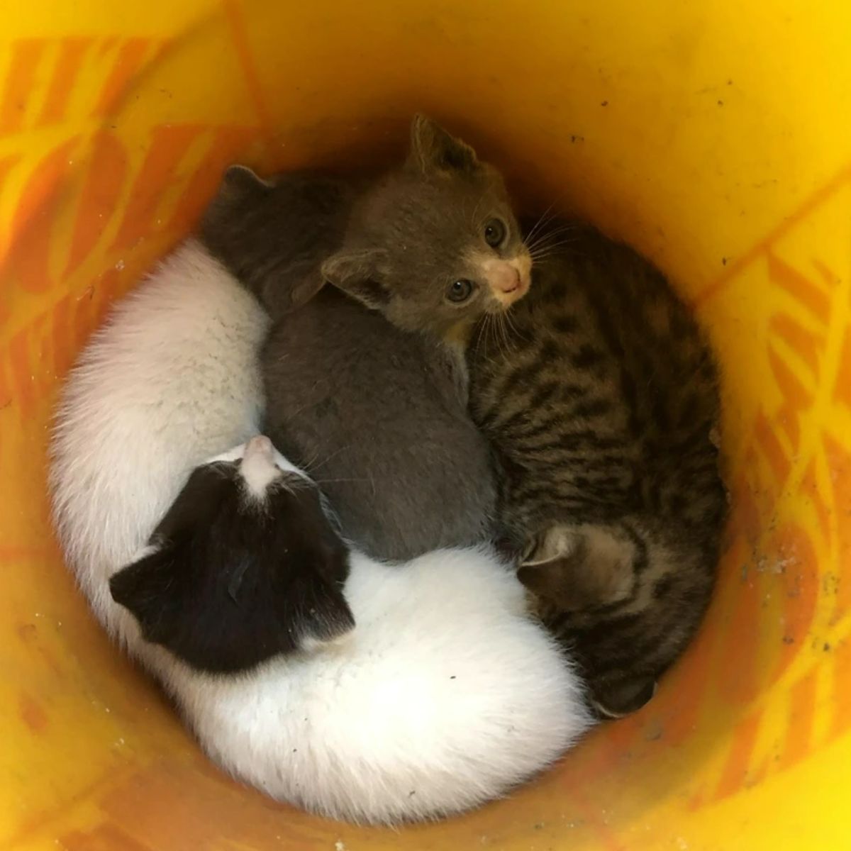 kittens in pig pen