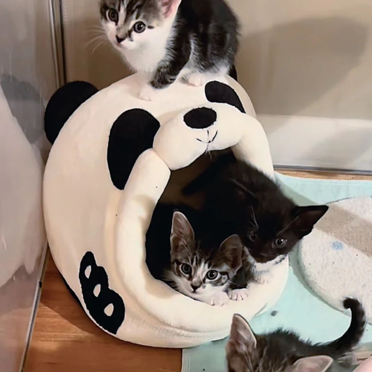 kittens in the cat house