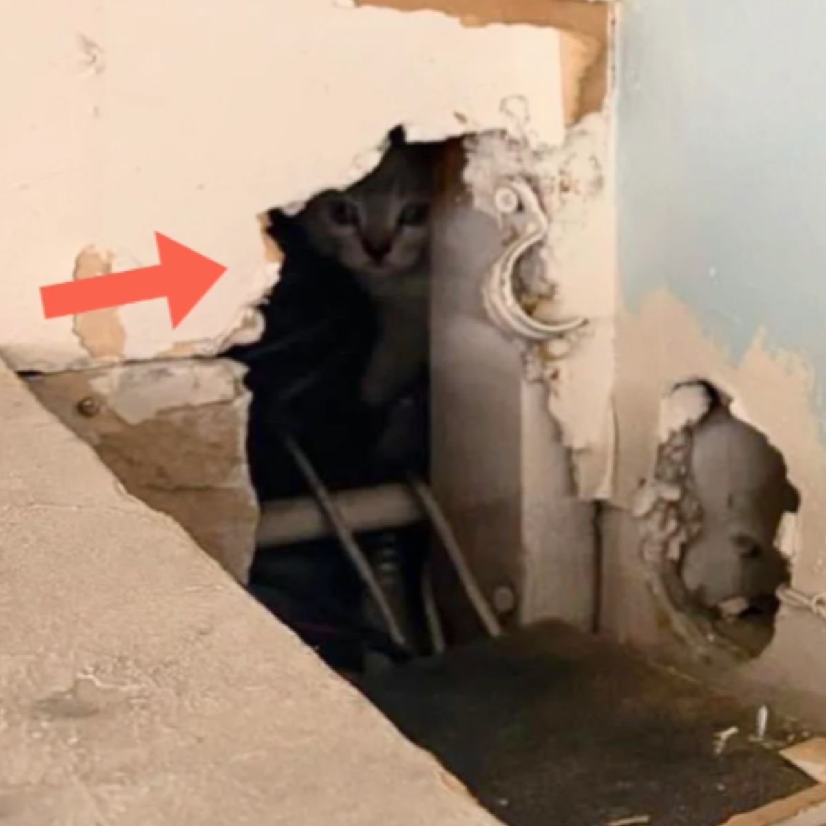 kittens in the ceiling