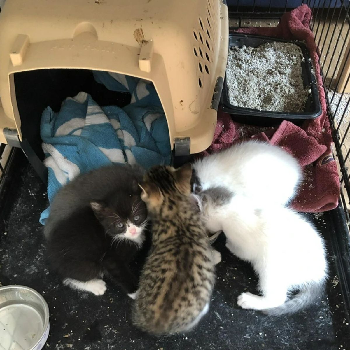 kittens in their crate