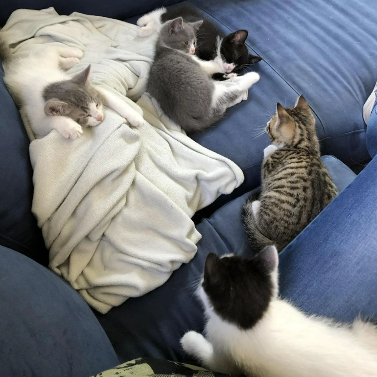 kittens lying on couch