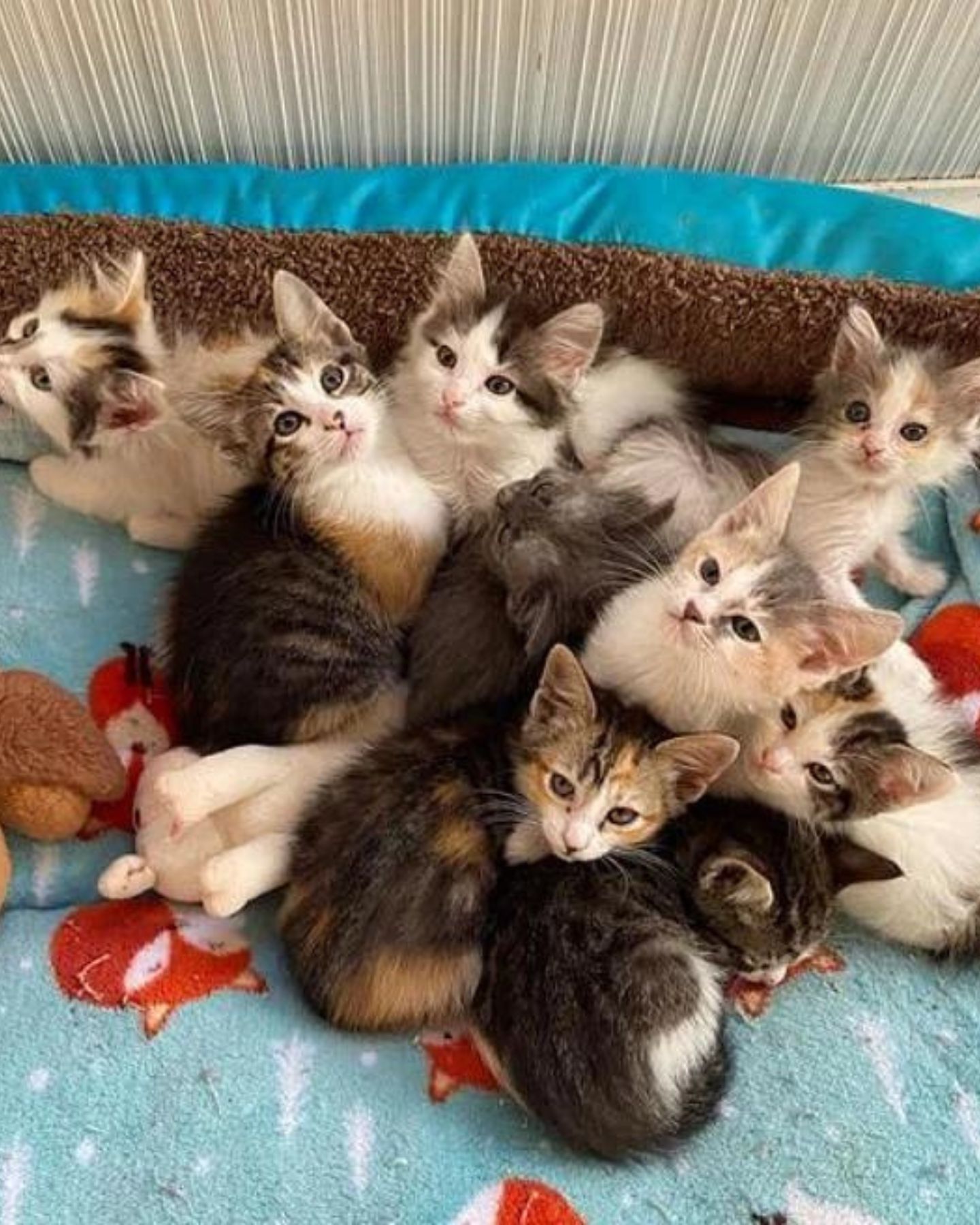 kittens on a pile
