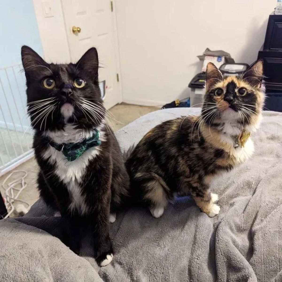 kittens on bed