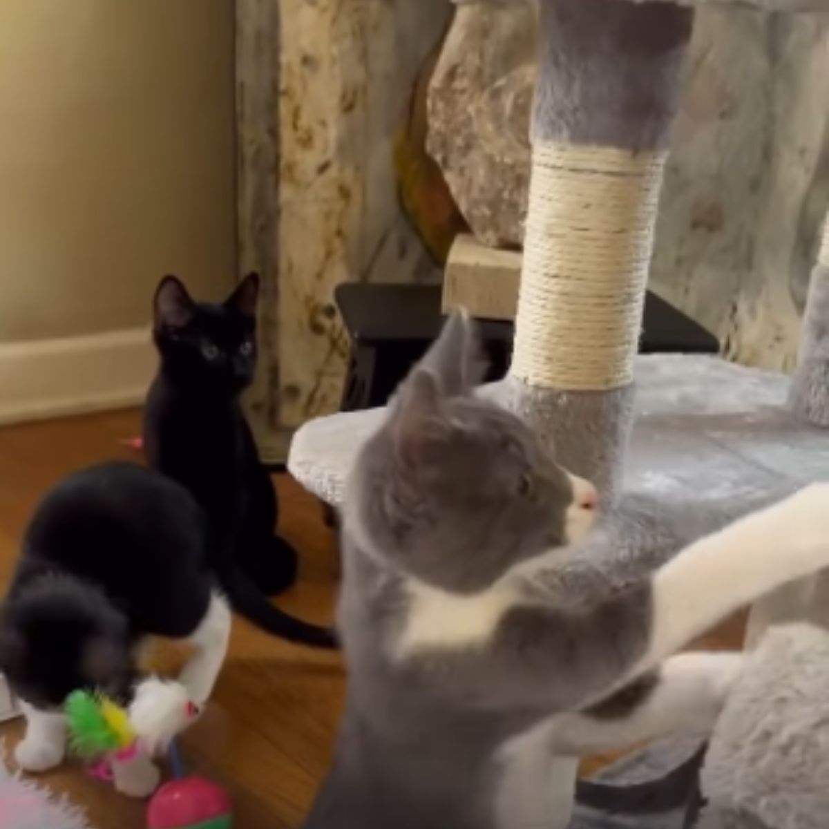 kittens playing