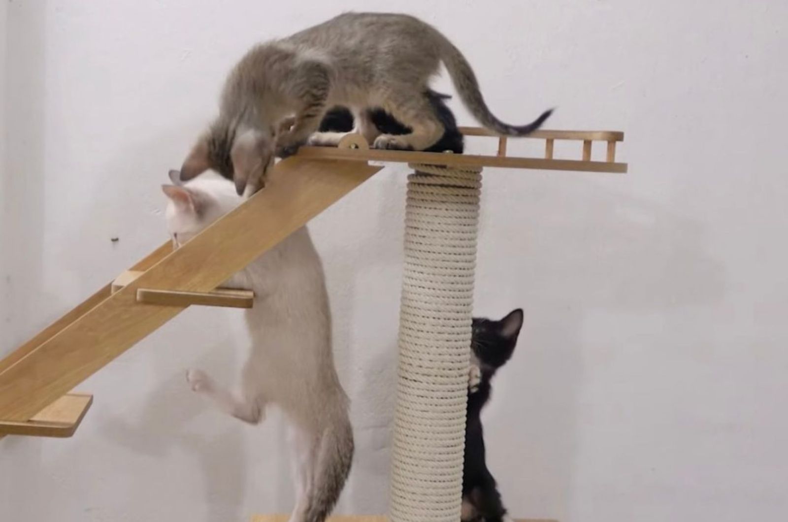kittens playing
