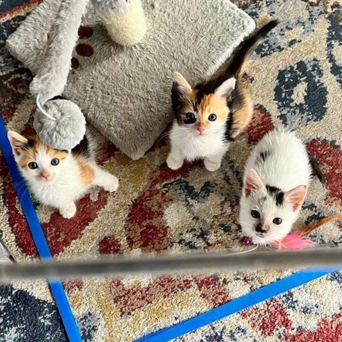 kittens sitting and looking up