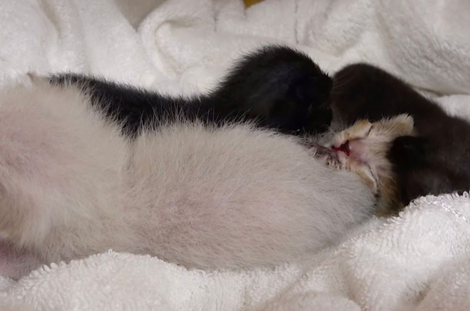 kittens sleeping
