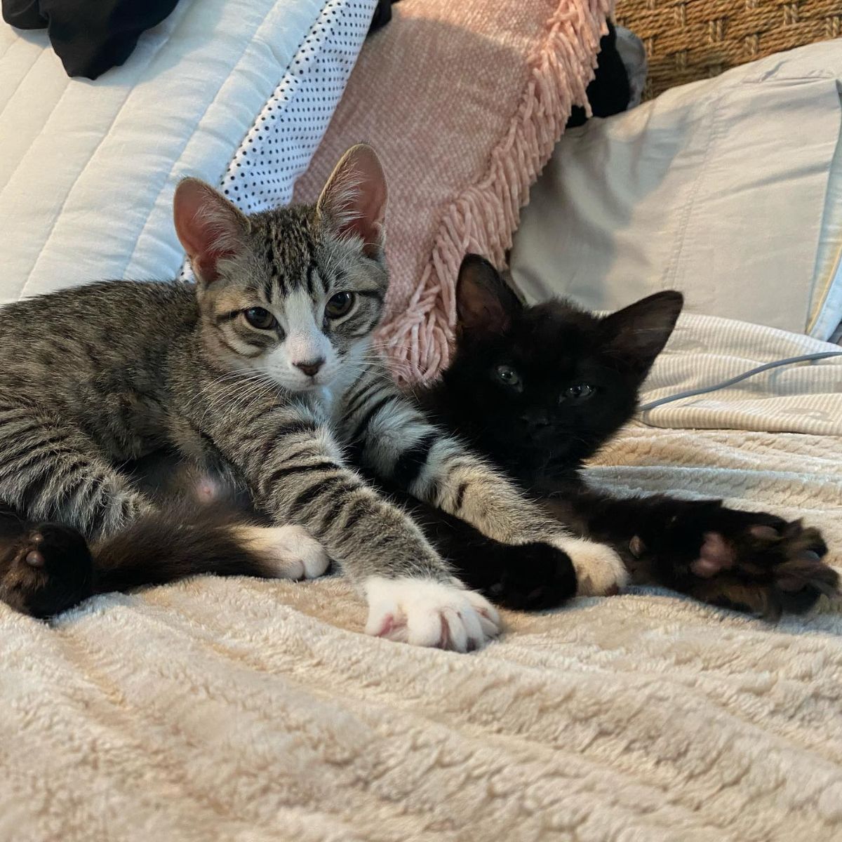 kittens stretched out their paws