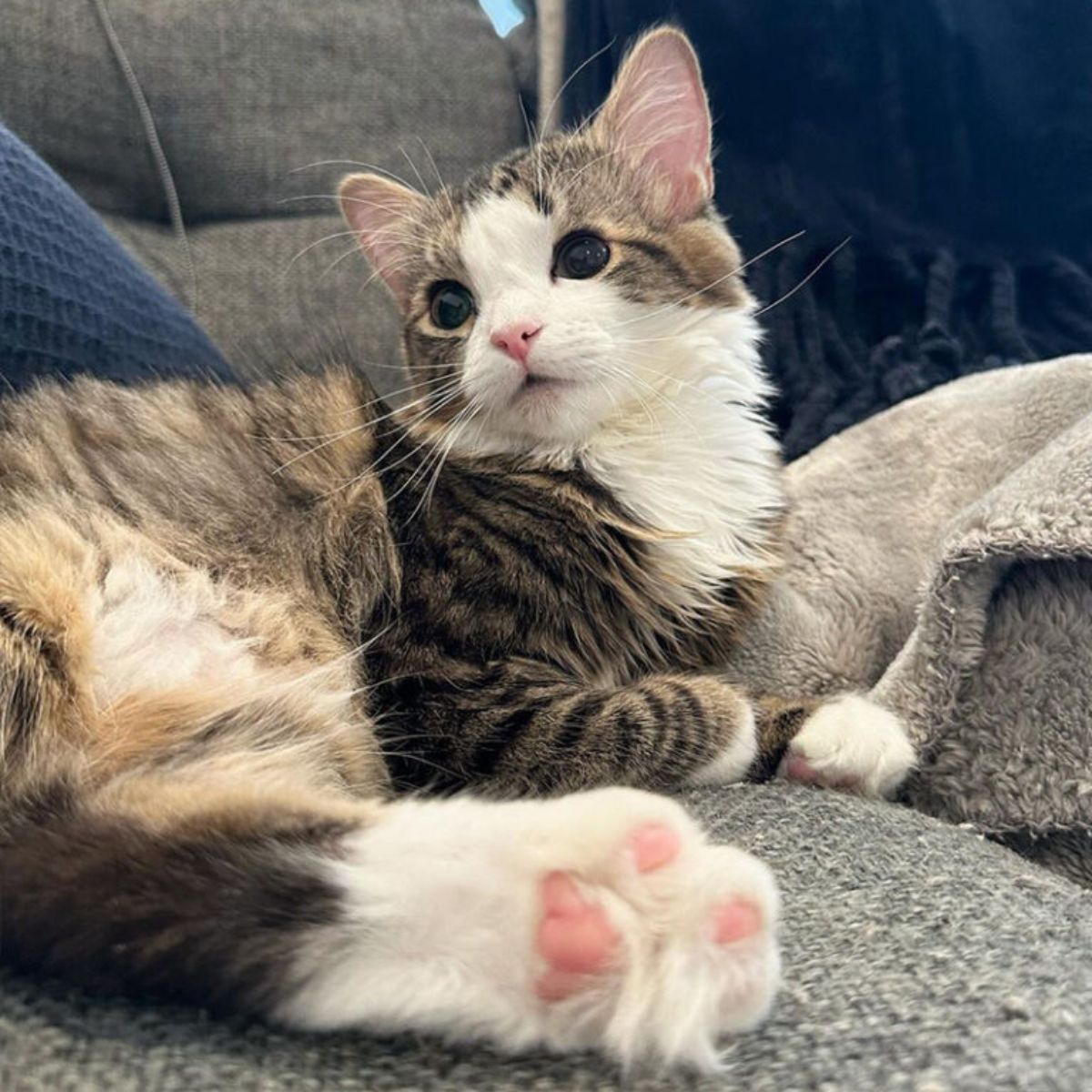kitty with pink paws